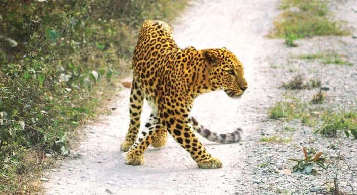 রোমাঞ্চে ভরা  গ্র্যান্ড বেঙ্গল সাফারি