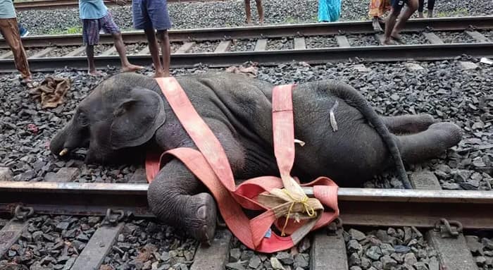 ঝাড়গ্রামে ট্রেনের ধাক্কায় ছিন্নভিন্ন দু’টি শাবক  সহ মা হাতি, রেল ও বনদপ্তরের চাপানউতোর