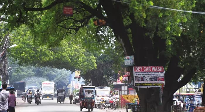 বারাকপুর-বারাসত রাস্তা সম্প্রসারণে বাধা ৩০০টি প্রাচীন গাছ, সমাধানসূত্র অধরাই