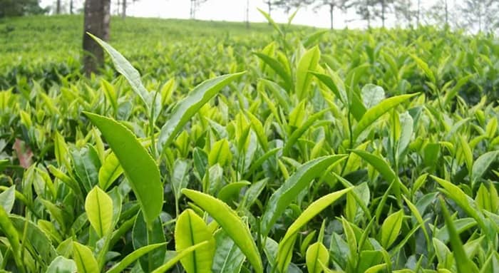 সিভিককে হেফাজতে নিয়ে উদ্ধার ৩২ কেজি চা পাতা