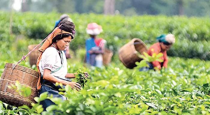 উত্তরবঙ্গের চা  শ্রমিকদের পিএফের টাকা জমা দেয়নি অ্যান্ড্রু ইয়ুল: মন্ত্রী