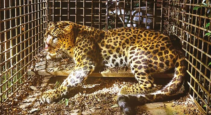 মাঝেরডাবরি চা বাগানে ফের খাঁচাবন্দি চিতাবাঘ