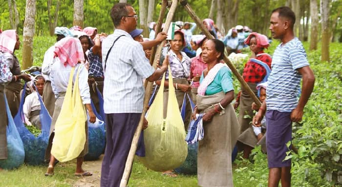 ৬ ও ৭ সেপ্টেম্বর কলকাতায় চা শ্রমিকদের বোনাস বৈঠক, উৎপাদনে ঘাটতি ২০ শতাংশের বেশি