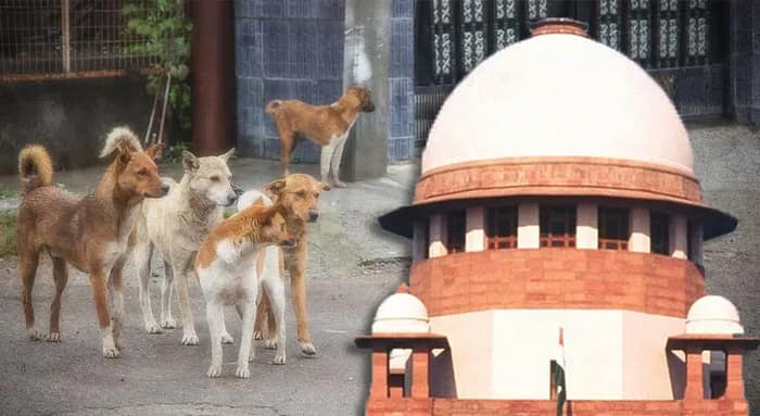 পথকুকুর সরানোর নির্দেশ খতিয়ে দেখব, বললেন প্রধান বিচারপতি