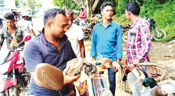 মা মনসাকে তুষ্ট করে লক্ষ্মীলাভ, কোটি টাকারও বেশি হাঁস বিক্রি পুরুলিয়া জেলায়