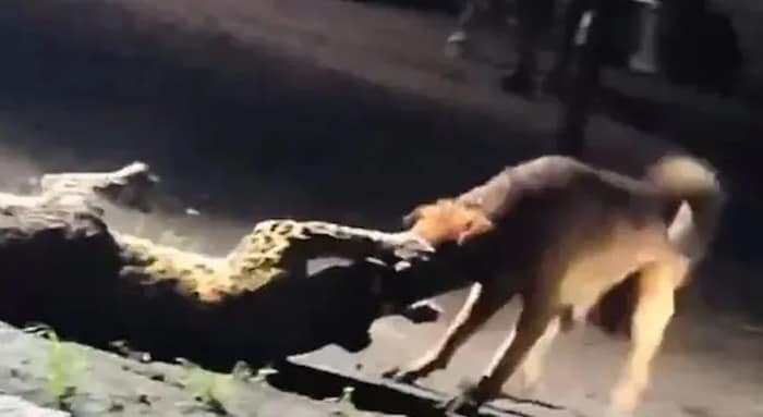 চিতাবাঘকে ৩০০ মিটার টেনে নিয়ে গেল পথকুকুর