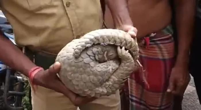 প্যাঙ্গোলিনকে উদ্ধার করল বনদপ্তর, ছাড়া হল গোরুমারা জঙ্গলে