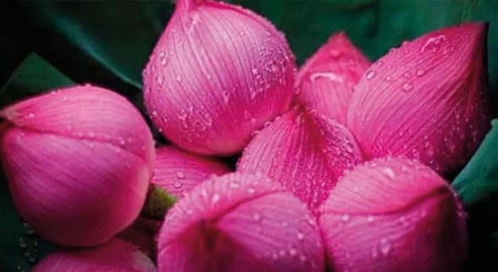 ধানজমিতেই পদ্মের চাষ করে লক্ষ্মীলাভ