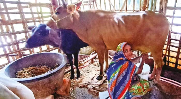 হাঁস-মুরগির ডিম, গোরুর দুধ বেচে চলে সংসার, একাই দশ হাতের কাজ সামলান বাগনানের মমতাজ