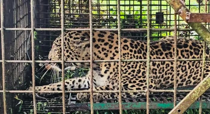 আতঙ্কের অবসান, চা বাগানে বনদপ্তরের পাতা খাঁচায় ধরা পড়ল চিতাবাঘ