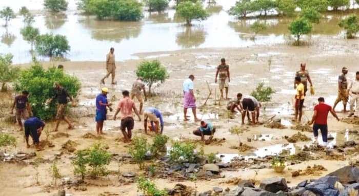 দীঘায় নষ্ট হয়ে যাওয়া ম্যানগ্রোভ পুনরুজ্জীবনের উদ্যোগ