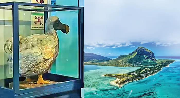 ডোডো পাখির দ্বীপে