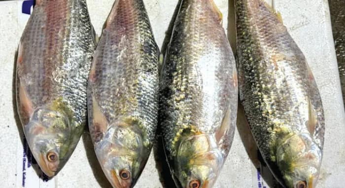 সীমান্ত পেরিয়ে আসা পদ্মার ‘মহার্ঘ’ ইলিশ আজ থেকেই খোলা বাজারে