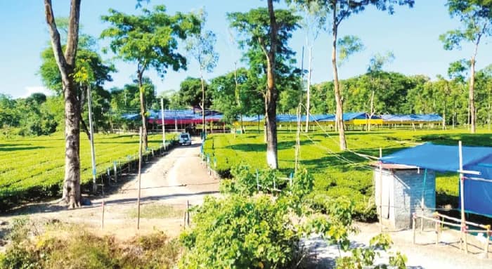 নিউ জামালদহ টি গার্ডেনের দুর্গাপুজো শ্রমিক পরিবারের মিলনক্ষেত্র