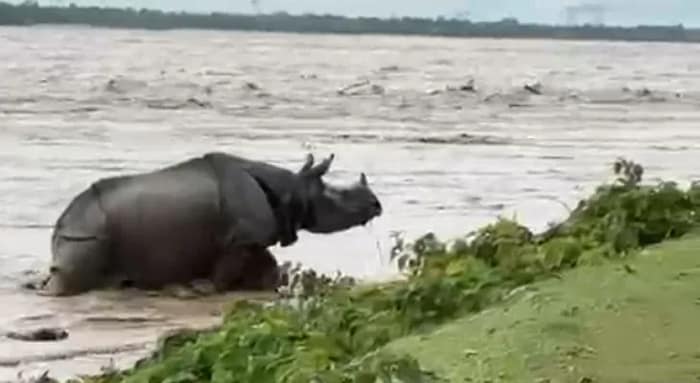 প্রবল বৃষ্টি, জলদাপাড়া অভয়ারণ্য থেকে ভেসে গেল গণ্ডার