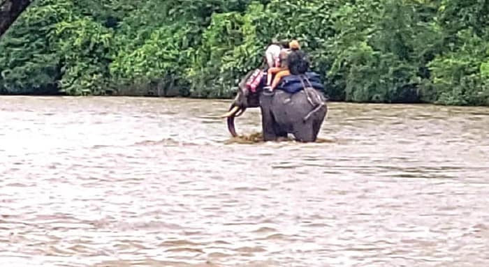 গোরুমারায় নদীতে ডুবে গন্ডারের মৃত্যু, বিপন্ন বন্যপ্রাণ, ভেসে গেল চিতাবাঘ-হরিণ