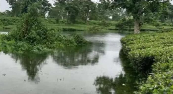 চা বাগানের ভয়াবহ ক্ষতি, জলের সঙ্গে এসে জমল ডলোমাইট