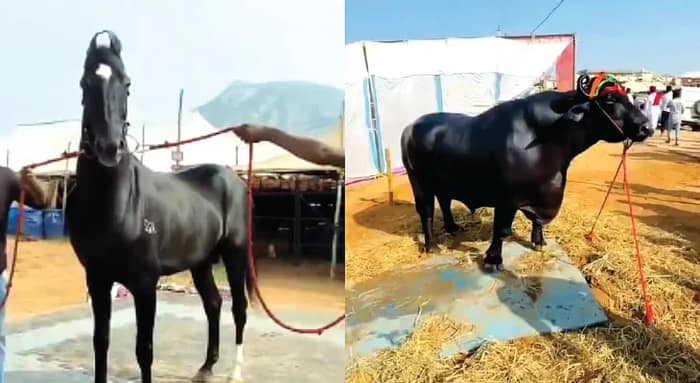 ২৩ কোটির আনমোল, ১৫ কোটির শাহবাজকে দেখতে ভিড়, পুষ্কর মেলায় নজরে ১৬ ইঞ্চির গোরুও