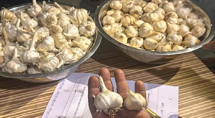 যমুনা-কে হাতিয়ার করে বাংলার রসুন চাষে সাদা বিপ্লবের হাতছানি, ‘গঙ্গাজলি’র বিদায় আসন্ন হুগলিতে