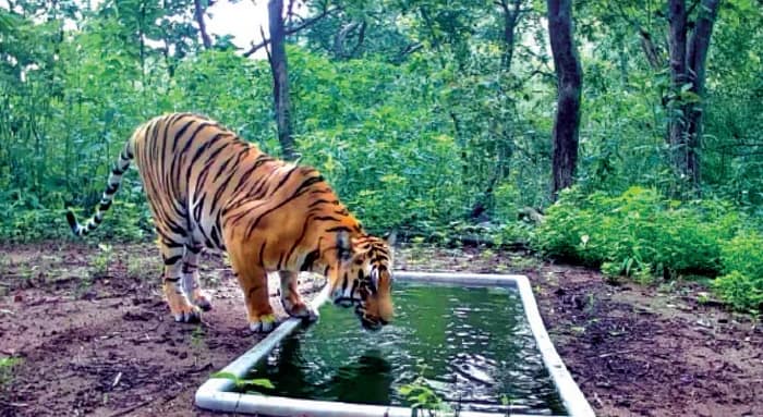 ৩২ বছর পর গুজরাতে রয়্যাল বেঙ্গল, উচ্ছ্বসিত বনকর্তারা