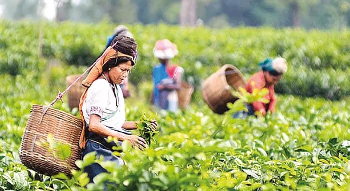চা শ্রমিকদের প্রভিডেন্ট ফান্ড ইস্যুতে জলপাইগুড়ি পিএফ অফিসে বিক্ষোভ