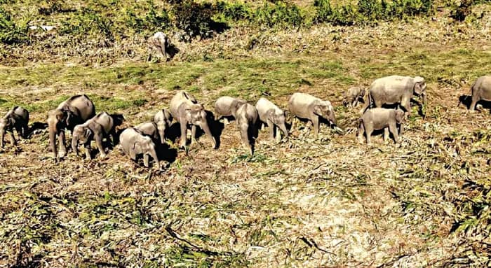ড্রোনে নজরদারিতে দারুণ সাফল্য, হয়নি চোরাশিকার-কাঠপাচার, খুশি বনদপ্তর