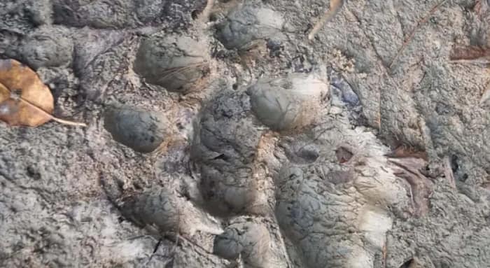 বাঘের পায়ের ছাপ, মৈপীঠে আতঙ্ক