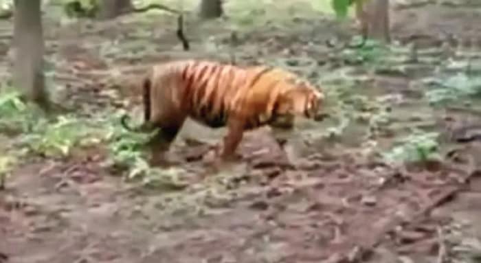 মানকরের জঙ্গলে ঘুরছে বাঘ, ফেক ভিডিও ছড়িয়ে কাঠ পাচারের ছক!