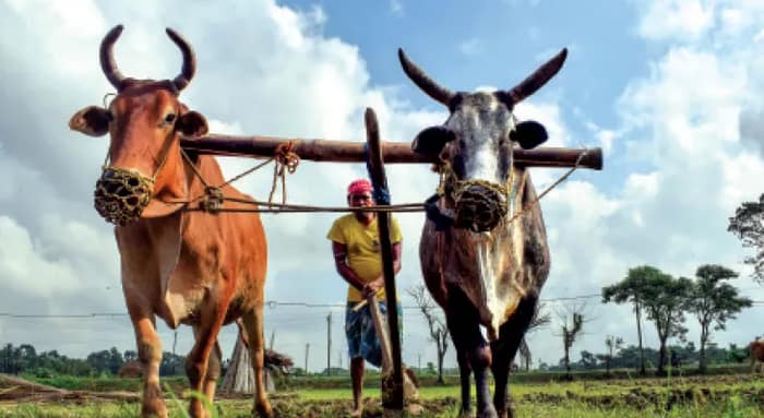 সক্রিয় দালাল চক্র, শিউলিতে  চাষের জমি ‘প্লট’ করে বিক্রি