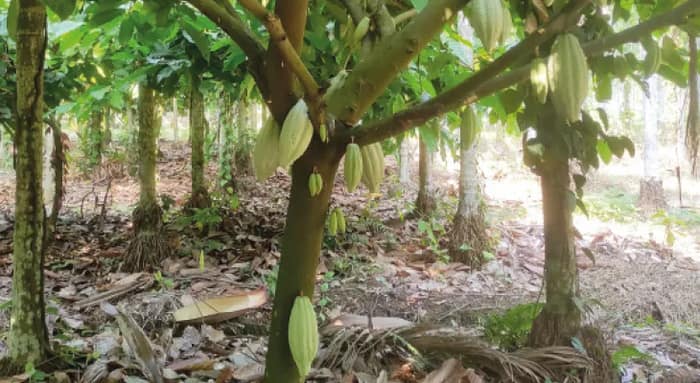 চকোলেটের জন্য রাজ্যে এই প্রথম কোকো চাষ, জলপাইগুড়ির ফার্মে মিলছে চারাগাছ