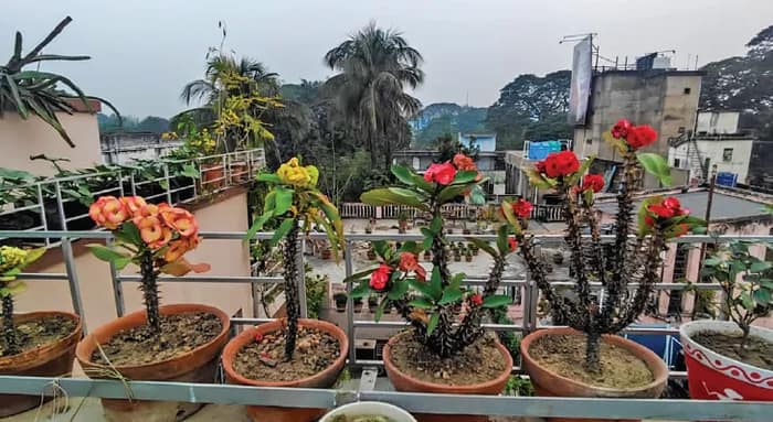 বাড়ির ছাদ-ফ্ল্যাটে শৌখিন বাগান তৈরির প্রতি ঝোঁক ক্রমশ বাড়ছে