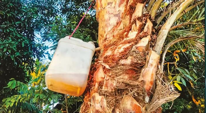 মাটির বদলে প্লাস্টিকের কৌটোয় চলছে খেজুর রস সংগ্রহ, স্বাস্থ্যহানির আশঙ্কা