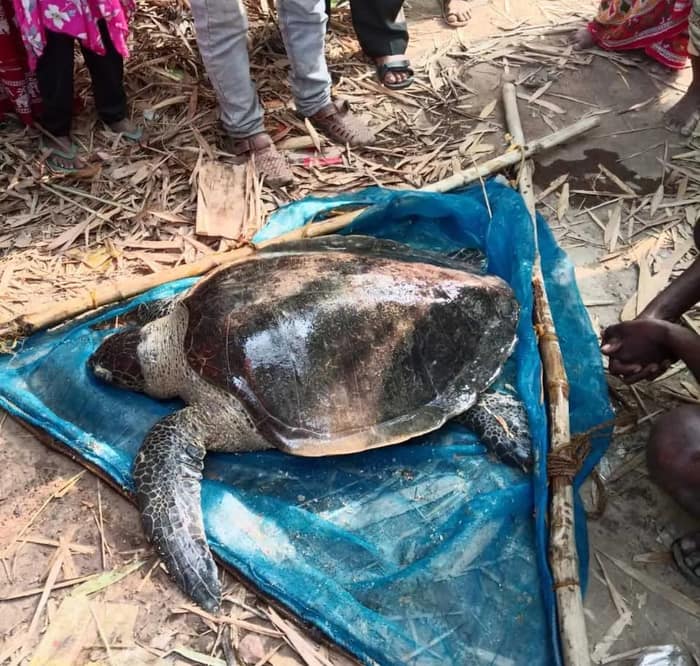 মহিষাদলের রূপনারায়ণ নদীতে ধরা পড়ল অলিভ রিডলে কচ্ছপ, ওজন প্রায় ৫৫ কেজি