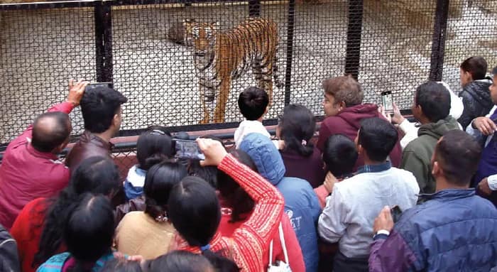 ‘তৃপ্তি মারা গিয়েছে, বাকিরা কেমন আছে?’ জোর গুঞ্জন, চিড়িয়াখানায় বাঘের খাঁচার সামনে উপচে পড়া ভিড়