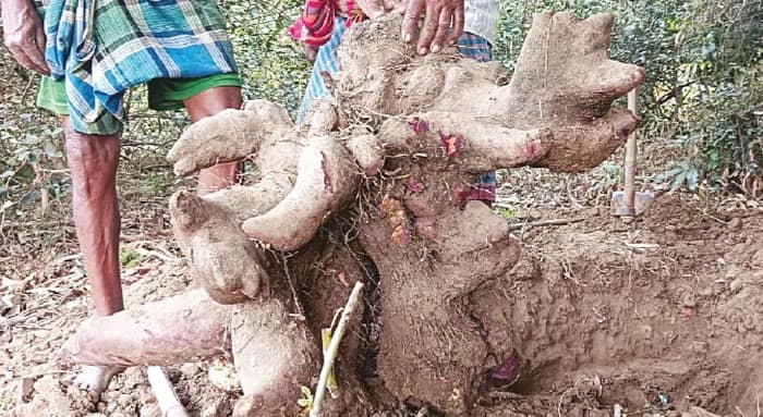 দাসপুরে চাষির জমিতে ফলল ১০০ কেজি ওজনের আলু!
