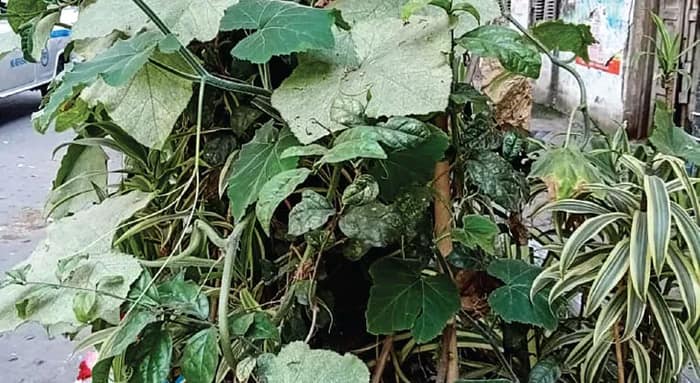 শহরকে সুস্থ রাখতে গাছ বসানোই নেশা উত্তর কলকাতার কল্পনা, তপন, গণেশ, কাজলদের
