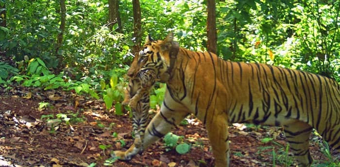 সিমলিপালে চার শাবকের জন্ম দিল বাঘিনি জিনাত