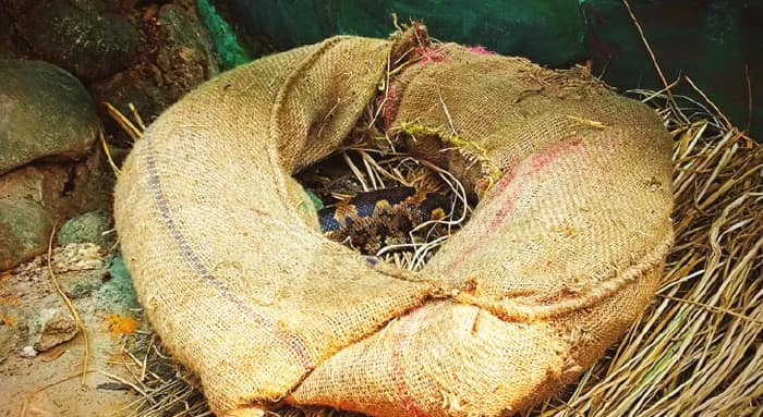 ঠান্ডায় পশুপাখিদের জন্য বিশেষ  পদক্ষেপ গড়চুমুক চিড়িয়াখানায়