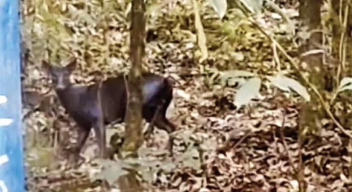 ডাওহিলের জঙ্গলে ‘ব্ল্যাক ডিয়ার’! কার্শিয়াংয়ে বিরল দৃশ্য