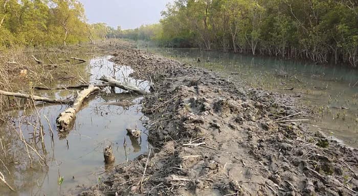 ম্যানগ্রোভ কাটার বিরুদ্ধে ব্যবস্থা না নেওয়ায় ক্ষোভ