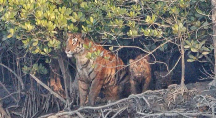 পাশে মা, ভরা নদী সাঁতরে পেরল দুই বীর ব্যাঘ্রশাবক