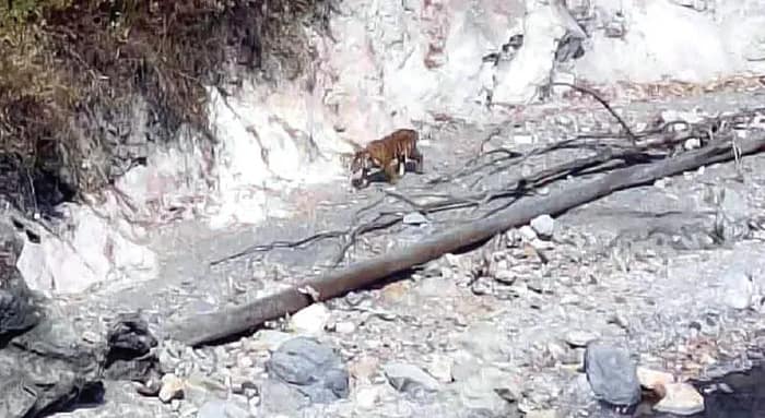 ভুটানের কালীখোলায় দেখা মিলল রয়্যাল বেঙ্গলের