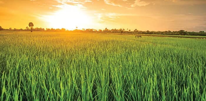আমি যদি ধানখেত হইতাম..