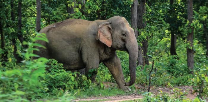 ঝাড়গ্রামের রামরামা বিটে হাতির হানায় প্রৌঢ়ের মৃত্যু, আতঙ্কে স্থানীয় বাসিন্দারা
