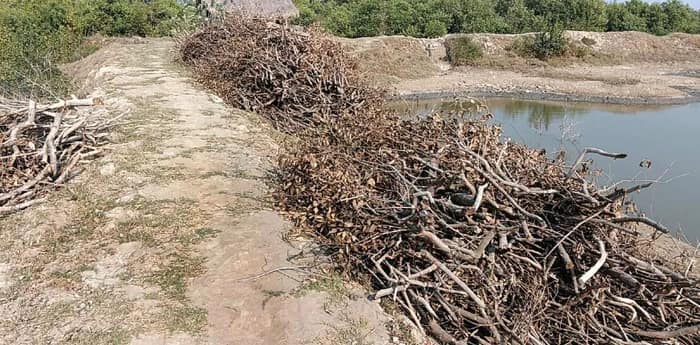 নজরদারির অভাব! জ্বালানির নামে  জঙ্গল থেকে কাটা হচ্ছে ম্যানগ্রোভ