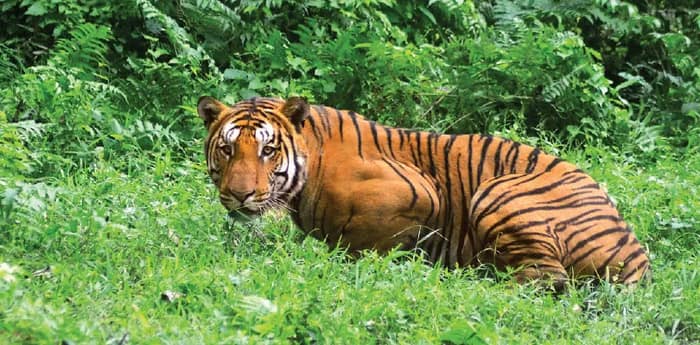 বাঘের আক্রমণে মৎস্যজীবীর মৃত্যু