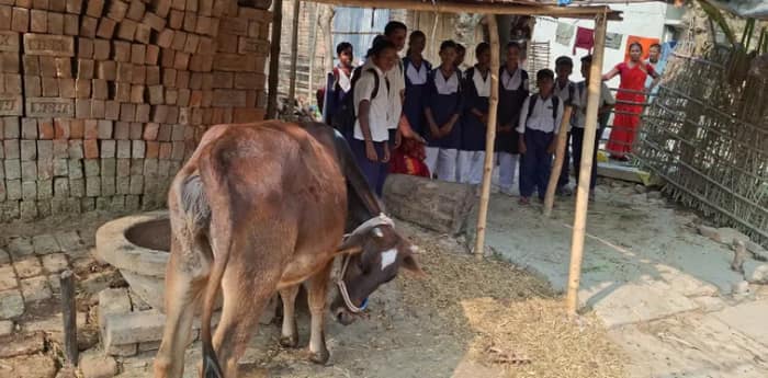 রাস্তায় বেড়া, স্কুল বন্ধ ২৪ দিন! গোরুর খামারে বসে শিক্ষক, শিক্ষিকা ও ছাত্রছাত্রীরা
