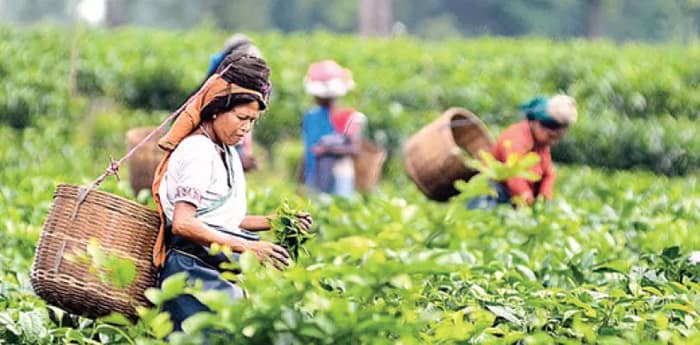 উত্তরবঙ্গে হাজার হাজার আদিবাসী চা শ্রমিকের নাম বিচারাধীন, অসন্তোষ