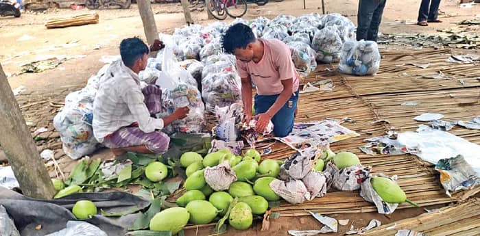 ডুবিয়েছিল আলু, এবার লাউ চাষ করে লাভের মুখ দেখছেন বাদুড়িয়ার কৃষকরা