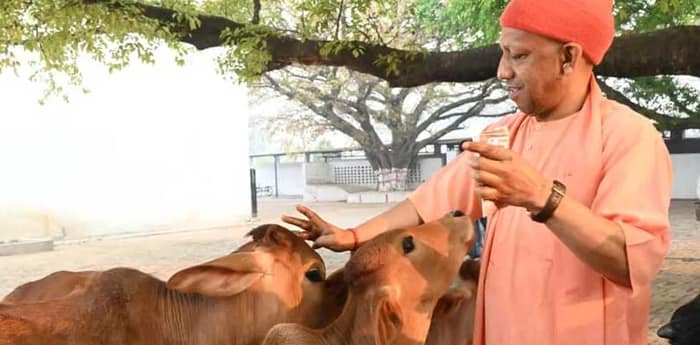 হোলি উপলক্ষ্যে বাছুরদের গায়ে রঙ দিলেন উত্তরপ্রদেশের মুখ্যমন্ত্রী যোগী আদিত্যনাথ